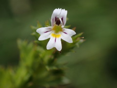 Euphrasia frigida