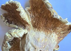 Cantharocybe gruberi