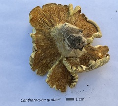 Cantharocybe gruberi