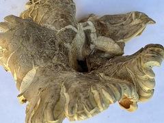 Cantharocybe gruberi