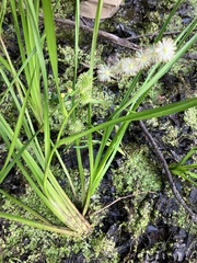 Sparganium androcladum