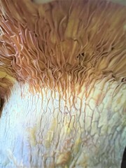 Cantharocybe gruberi