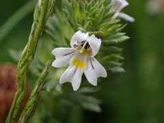 Euphrasia frigida