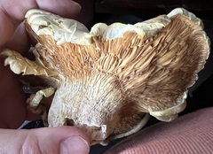 Cantharocybe gruberi