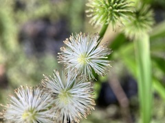 Sparganium androcladum