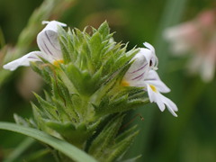 Euphrasia frigida