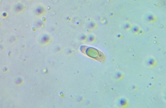 Cantharocybe gruberi