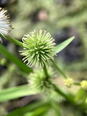 Sparganium androcladum