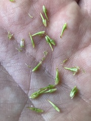 Sparganium androcladum