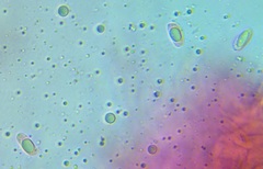 Cantharocybe gruberi