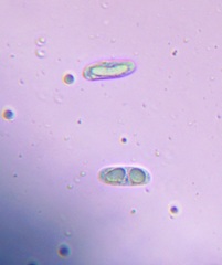 Cantharocybe gruberi