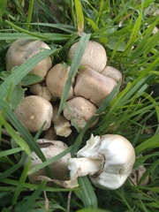 Agaricaceae
