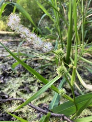 Sparganium androcladum