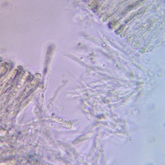 Cantharocybe gruberi