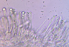 Cantharocybe gruberi