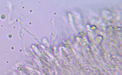 Cantharocybe gruberi