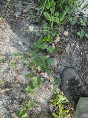 Phaseolus polystachios sinuatus