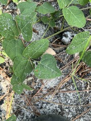 Phaseolus polystachios sinuatus