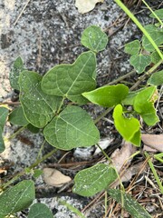 Phaseolus polystachios sinuatus