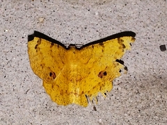 Erastria decrepitaria