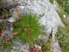 Gypsophila tenuifolia