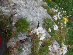 Gypsophila tenuifolia