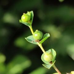 Euphorbia microsphaera