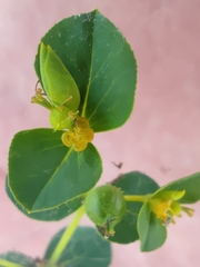 Euphorbia microsphaera