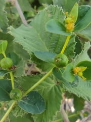 Euphorbia microsphaera