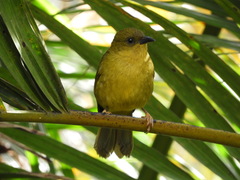 Orthogonys chloricterus