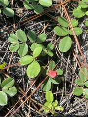 Tephrosia chrysophylla