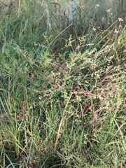 Euphorbia microsphaera