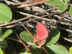 Tephrosia chrysophylla
