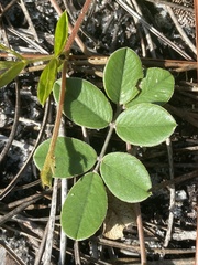 Tephrosia chrysophylla