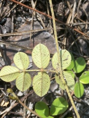 Tephrosia chrysophylla