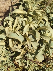 Pentanema verbascifolium