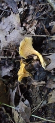 Cantharellus appalachiensis