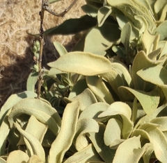 Pentanema verbascifolium