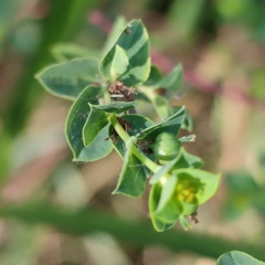 Euphorbia microsphaera