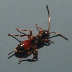 Pleolophus indistinctus