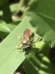 Lasioglossum nymphale