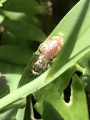 Lasioglossum nymphale
