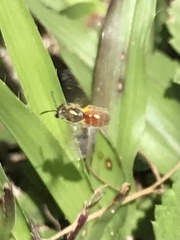 Lasioglossum nymphale