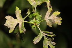 Podosphaera clandestina