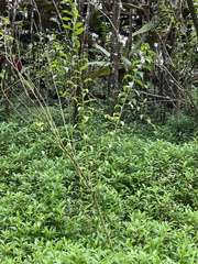 Ilex ficoidea