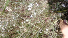 Asperula tenella
