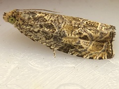 Phaecasiophora confixana