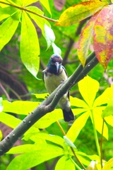 Cinnyris venustus