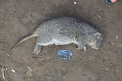 Thryonomys swinderianus