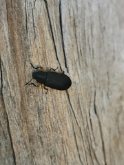 Haplandrus fulvipes